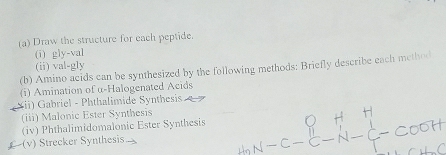 Draw the structure for each peptide. 
(i) gly-val 
(ii) val-gly 
(b) Amino acids can be synthesized by the following methods: Briefly describe each method 
(i) Amination of α-Halogenated Acids 
(ii) Gabriel - Phthalimide Synthesis 
(iii) Malonic Ester Synthesis 
(iv) Phthalimidomalonic Ester Synthesis 
£ (v) Strecker Synthesis