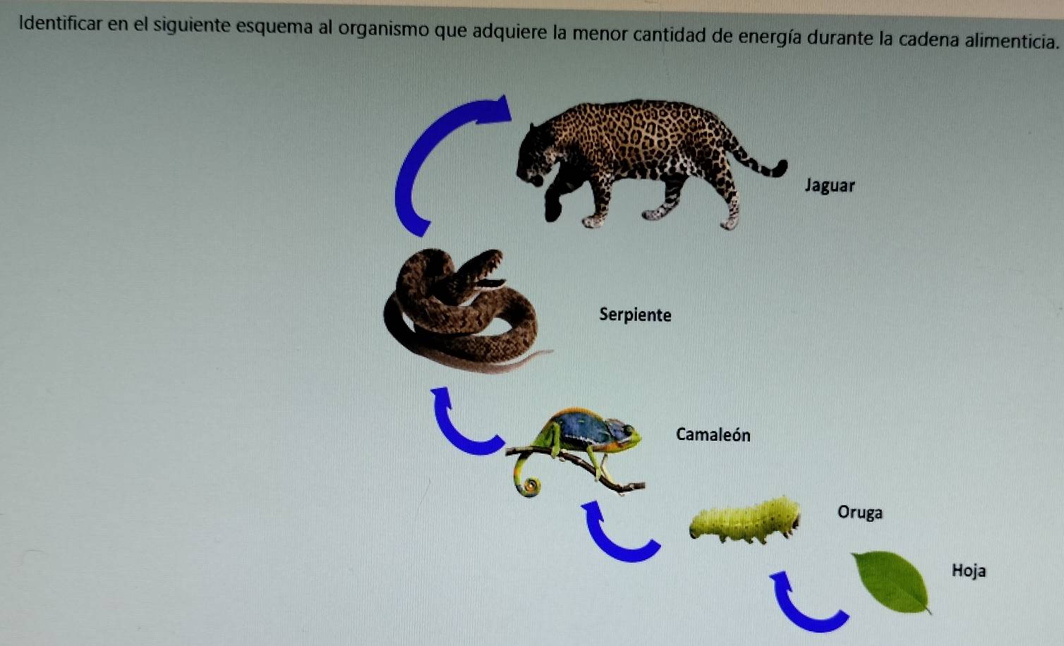 Identificar en el siguiente esquema al organismo que adquiere la menor cantidad de energía durante la cadena alimenticia.