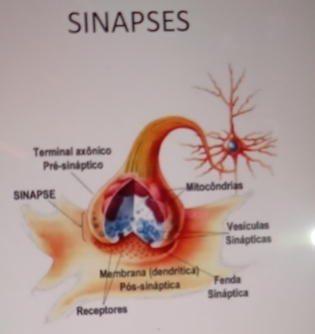 SINAPSES 
S