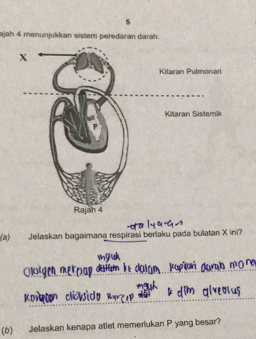 ajah 4 menunjukkan sistem peredaran darah. 
(a) Jelaskan bagaimana respirasi berlaku pada bulatan X ini? 
_ 
_ 
(b) Jelaskan kenapa atlet memerlukan P yang besar?