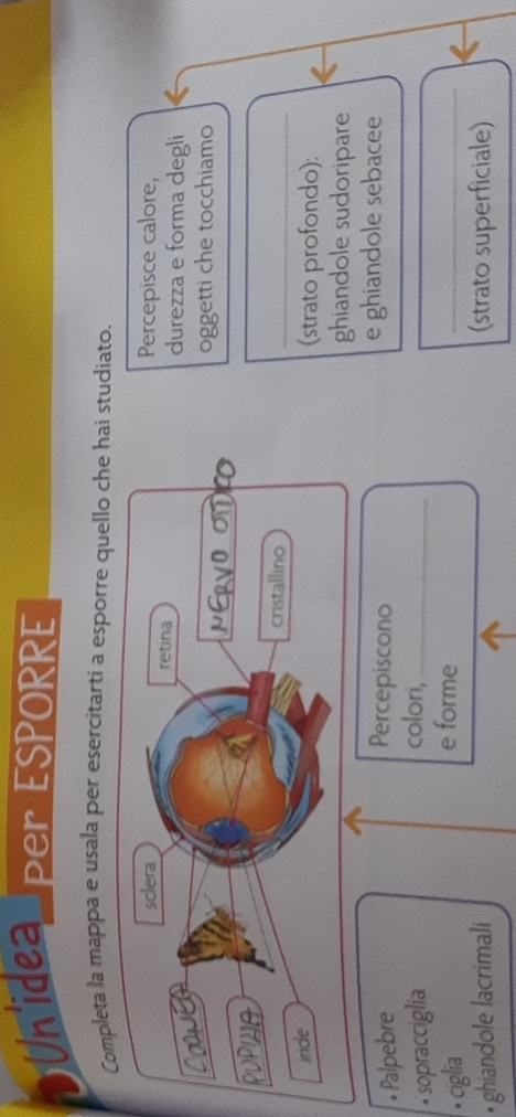 Un idea Pr ESPORRE 
mpleta la mappa e usala per esercítarti a esporre quello che hai studiato. 
Percepisce calore, 
durezza e forma degli 
oggetti che tocchiamo 
_ 
(strato profondo): 
ghiandole sudoripare 
• Palpebre Percepiscono 
e ghiandole sebacee 
sopracciglia 
colori,_ 
• ciglia 
e forme 
_ 
• ghiandole lacrimali (strato superficiale)