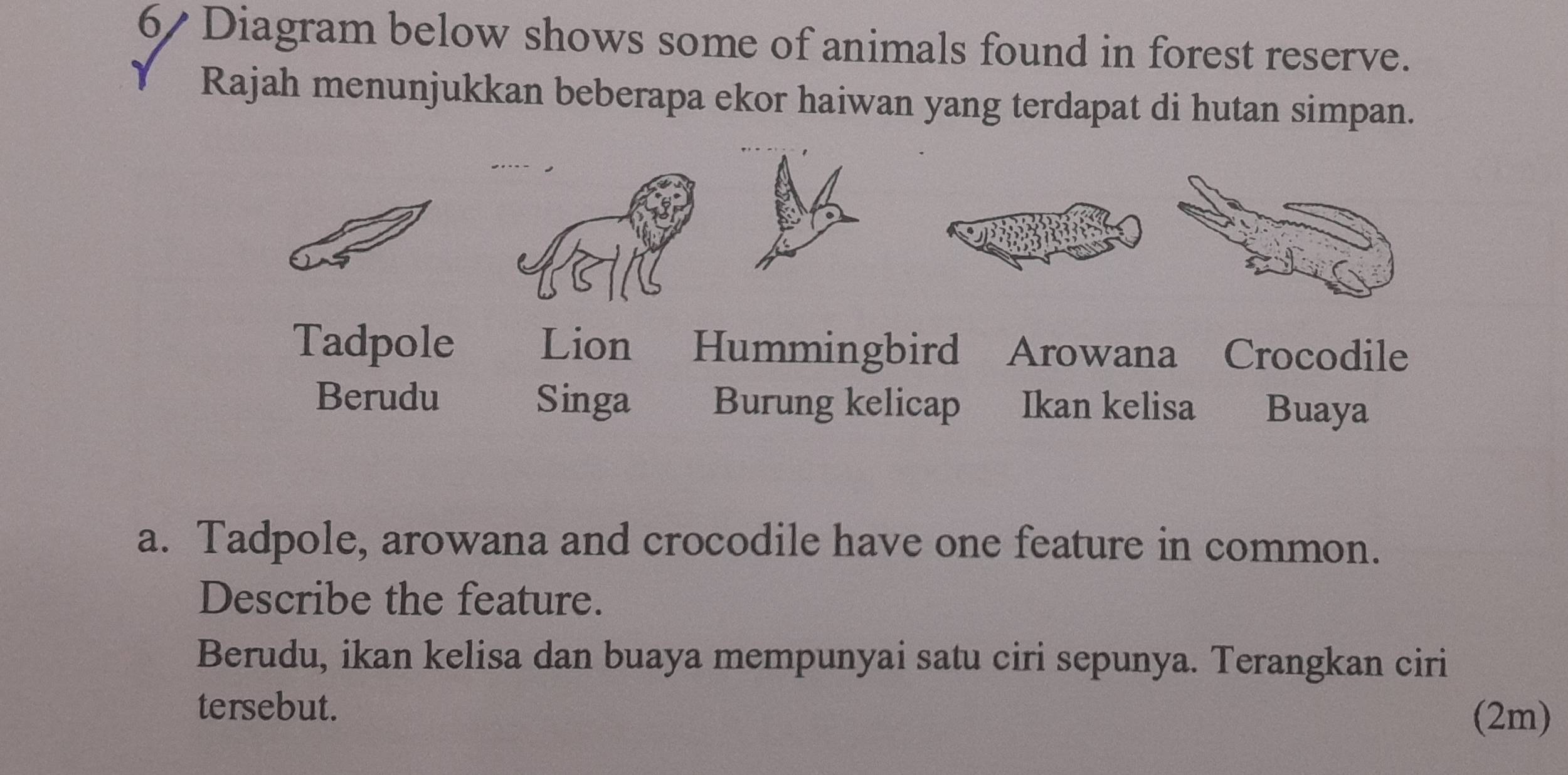 Diagram below shows some of animals found in forest reserve. 
Rajah menunjukkan beberapa ekor haiwan yang terdapat di hutan simpan. 
Tadpole Lion Hummingbird Arowana Crocodile 
Berudu Singa Burung kelicap Ikan kelisa Buaya 
a. Tadpole, arowana and crocodile have one feature in common. 
Describe the feature. 
Berudu, ikan kelisa dan buaya mempunyai satu ciri sepunya. Terangkan ciri 
tersebut. 
(2m)