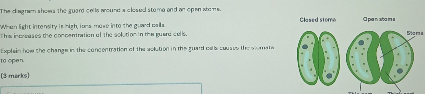 Solved: The diagram shows the guard cells around a closed stoma and an ...