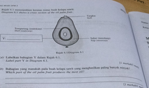 eax Model SPM 3 
Rajah 6. 1 menunjukkan keratan rentas buah kelapa sawit. 
Diagram 6.1 shows a cross section of the oil palm fruit. 
Nama 
Kelas 
Tempurung (endokarp) Shell (endocarp)
M
Y : 
Rajah 6.1/Diagram 6.1 
(@) Labelkan bahagian Y dalam Rajah 6.1. 
Label part Y in Diagram 6.1. 
[I markah/l mar 
b) Bahagian yang manakah pada buah kelapa sawit yang menghasilkan paling banyak minyak? 
Which part of the oil palm fruit produces the most oil? 
_ 
_ 
[ markah| mar