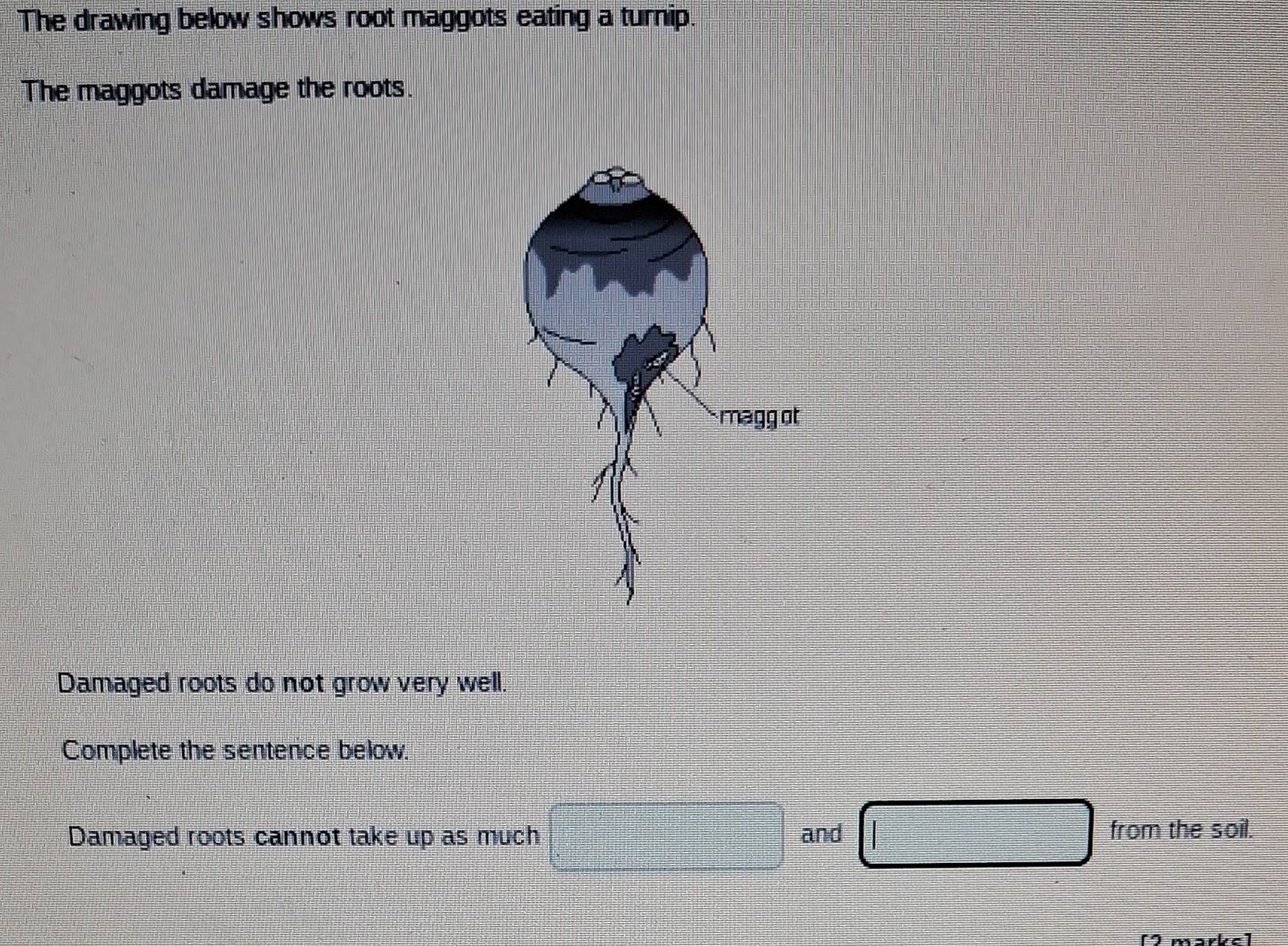 Solved: The drawing below shows root maggots eating a turnip. The ...