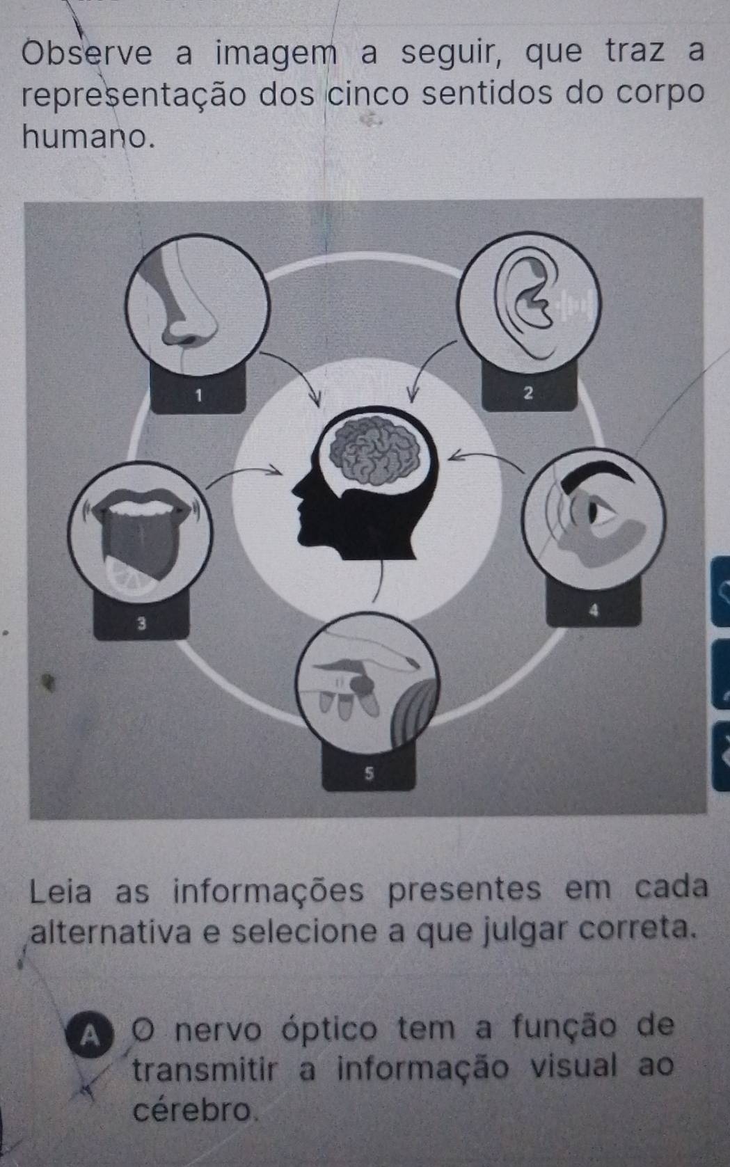 Observe a imagem a seguir, que traz a 
representação dos cinco sentidos do corpo 
humano. 
Leia as informações presentes em cada 
alternativa e selecione a que julgar correta. 
A O nervo óptico tem a função de 
transmitir a informação visual ao 
cérebro.