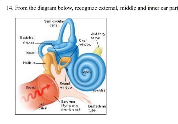 Selesai:From the diagram below, recognize external, middle and inner ...