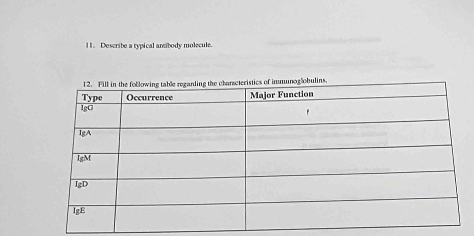 l1. Describe a typical antibody molecule.