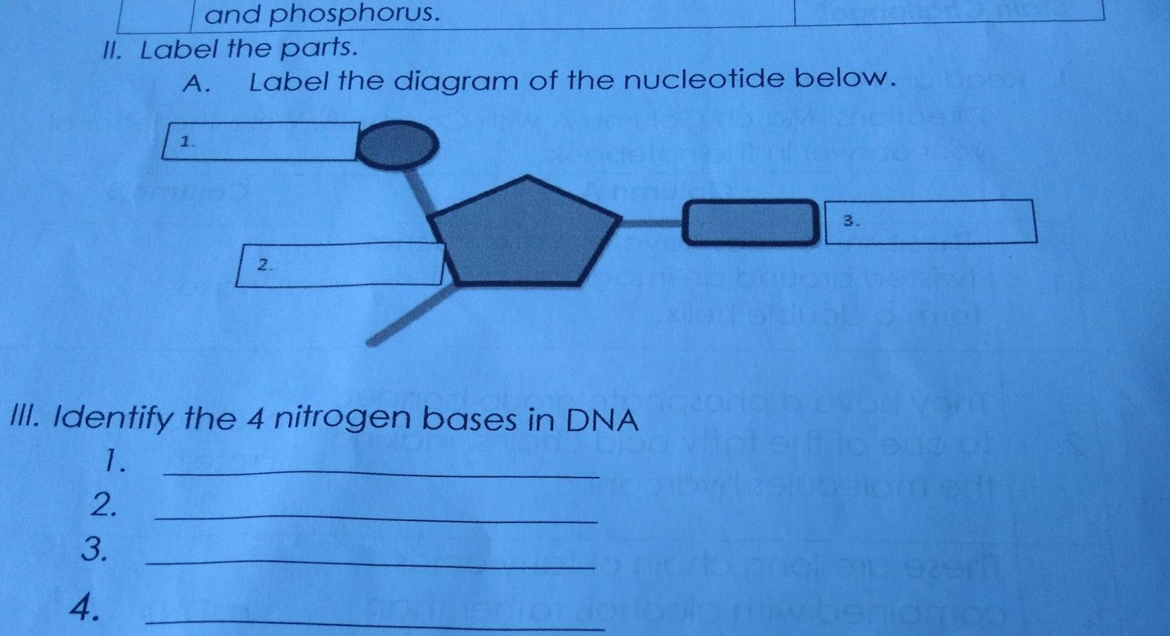 and phosphorus. 
II. Label the parts. 
A. Label the diagram of the nucleotide below. 
III. Identify the 4 nitrogen bases in DNA 
1._ 
2._ 
3._ 
4._