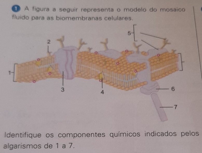 A figura a seguir representa o modelo do mosaíco 
fluido para as biomembranas celulares. 
Identifique os componentes químicos indicados pelos 
algarismos de 1 a 7.