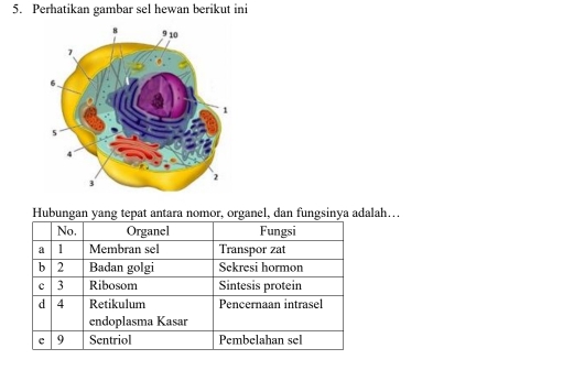 Perhatikan gambar sel hewan berikut ini
Hubungan yang tepat antara nomor, organel, dan fungsinya adalah…
No, Organel Fungsi
a 1 Membran sel Transpor zat
b 2 Badan golgi Sekresi hormon
c 3 Ribosom Sintesis protein
d 4 Retikulum Pencernaan intrasel
endoplasma Kasar
c 9 Sentriol Pembelahan sel