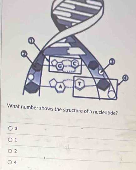 Whucleotide?
3
1
2
4