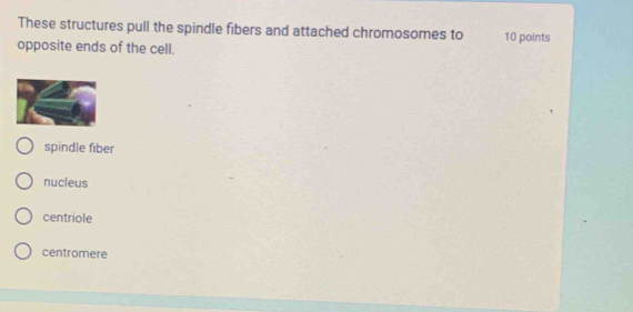 These structures pull the spindle fibers and attached chromosomes to
opposite ends of the cell. 10 points
spindle fiber
nucleus
centriole
centromere