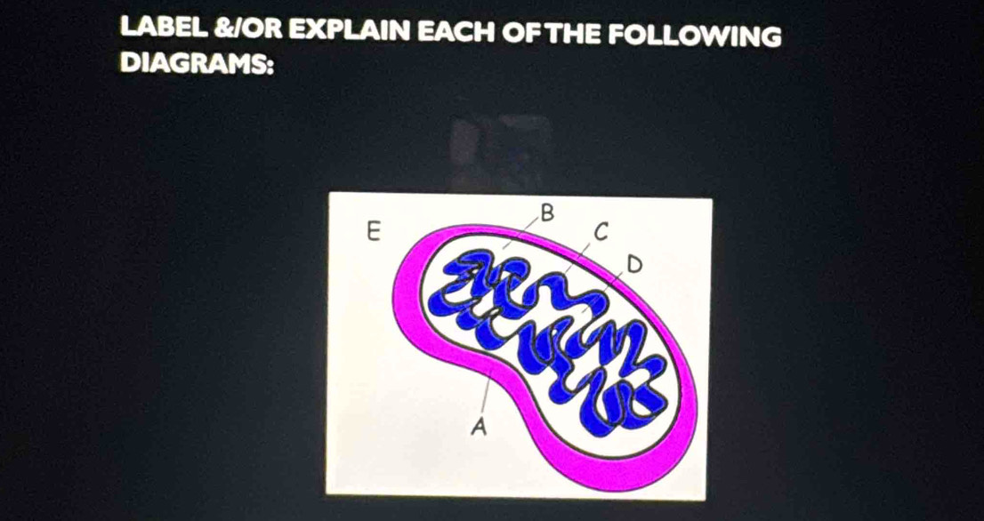 LABEL &/OR EXPLAIN EACH OF THE FOLLOWING 
DIAGRAMS: