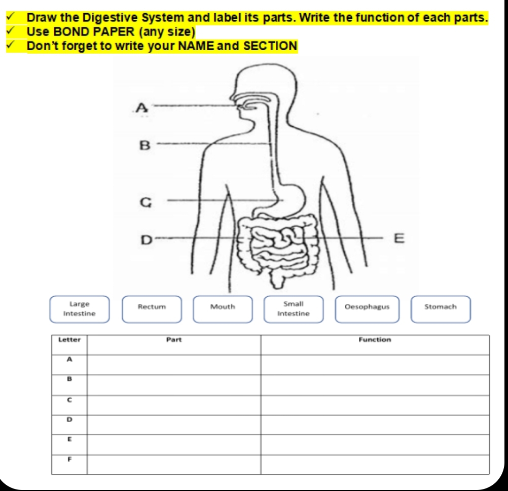 Draw the Digestive System and label its parts. Write the function of each parts. 
Use BOND PAPER (any size) 
Don't forget to write your NAME and SECTION 
Large Rectum Mouth Small Oesophagus Stomach 
Intestine Intestine