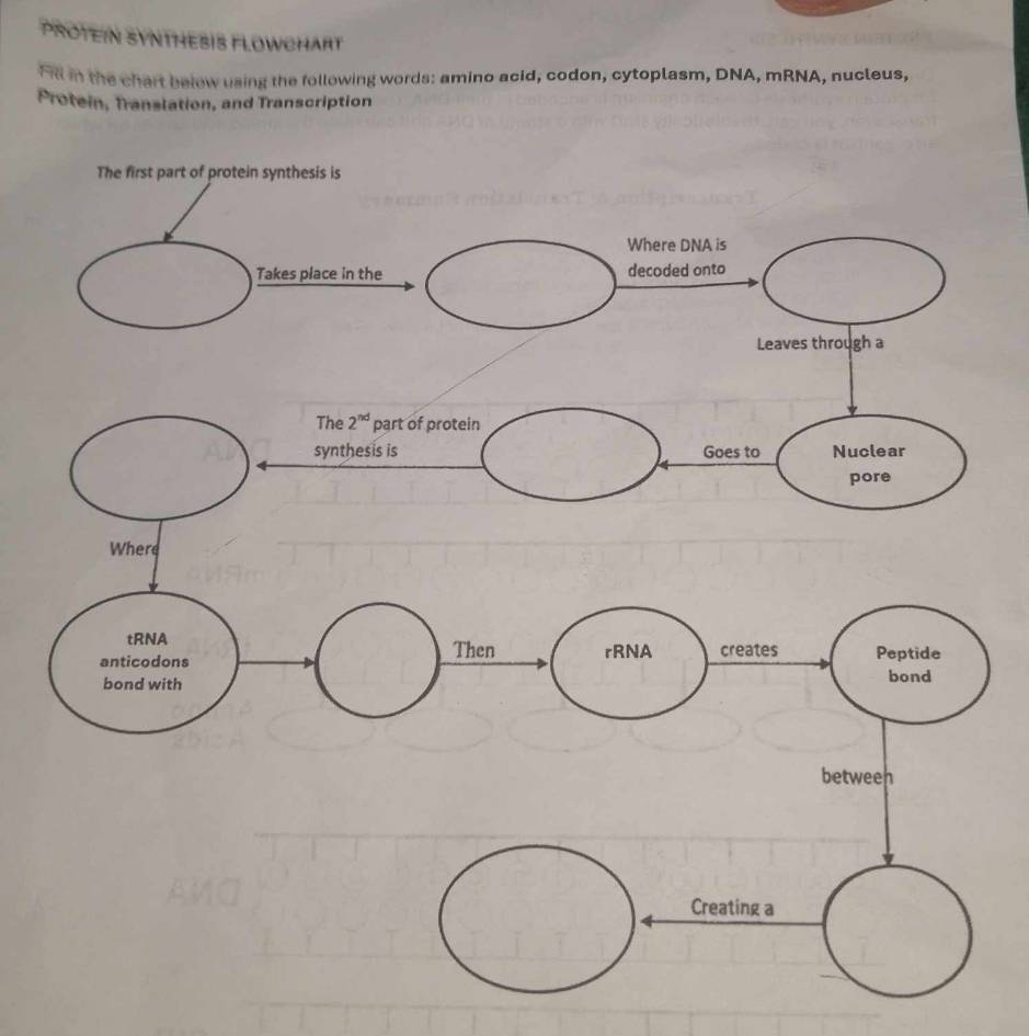 PROTEIN SYNTHESIS FLOWCHART
Fill in the chart belew using the following words: amino acid, codon, cytoplasm, DNA, mRNA, nucleus,
Protein, Translation, and Transcription
Creating a