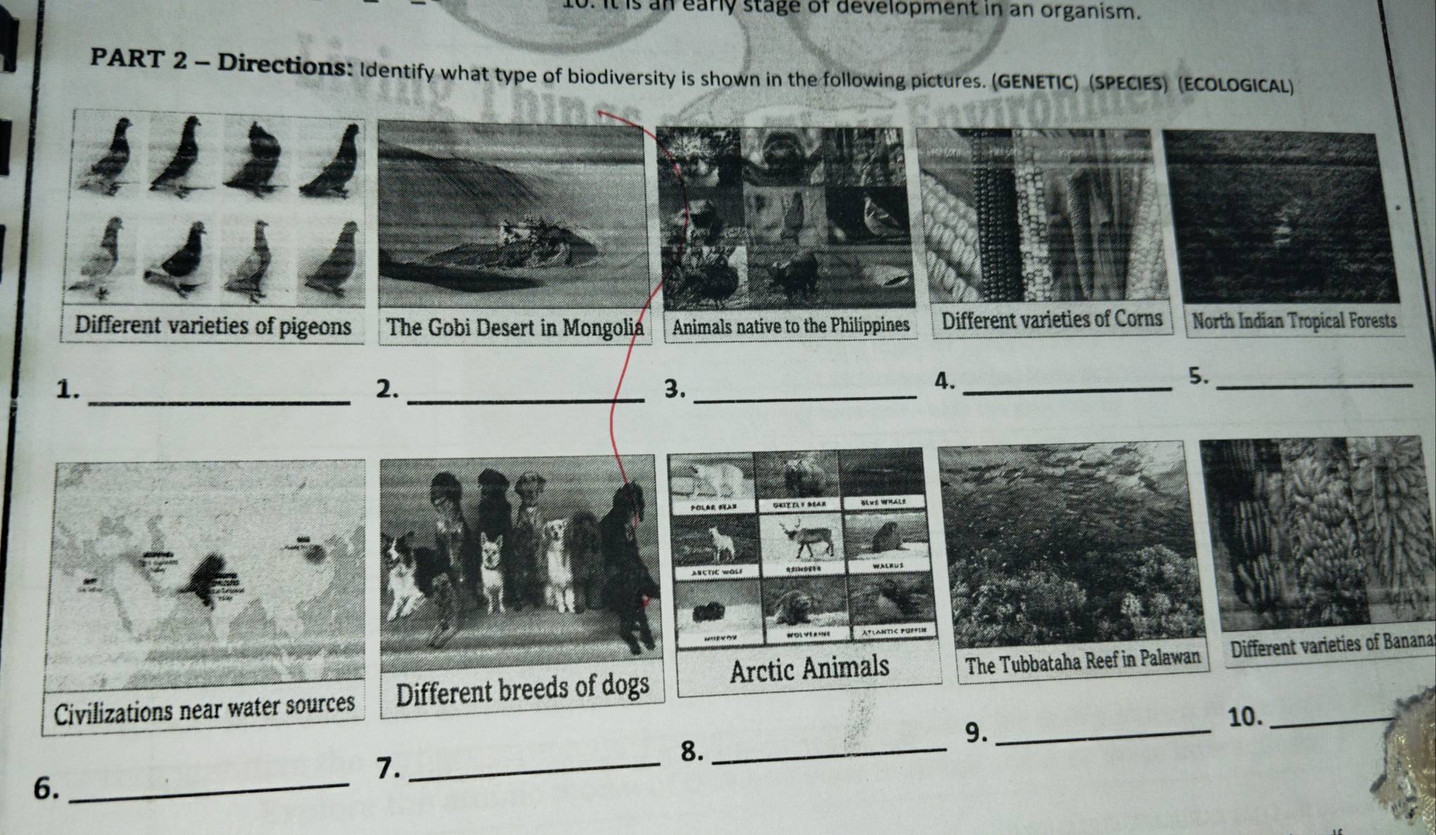 it is an early stage of development in an organism. 
PART 2 - Directions: Identify what type of biodiversity is shown in the following pictures. (GENETIC) (SPECIES) (ECOLOGICAL) 
The Gobi Desert in Mongolia 
1._ 
2._ 
3._ 
4._ 
5._ 
Different varieties of Banana 
9._ 
10. 
7._ 
8._ 
6._