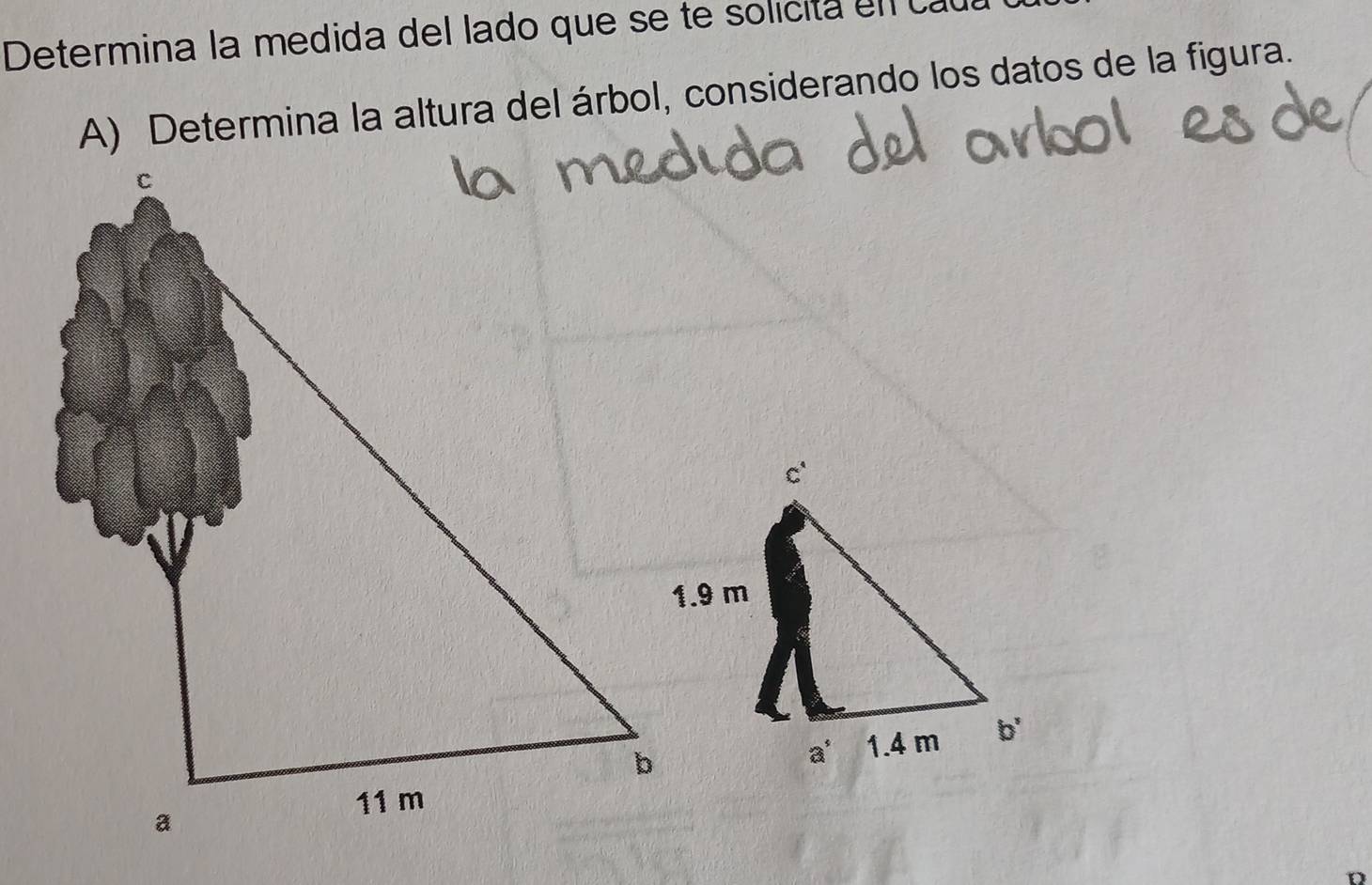 Determina la medida del lado que se te solicita en  ca
A) Determina la altura del árbol, considerando los datos de la figura.