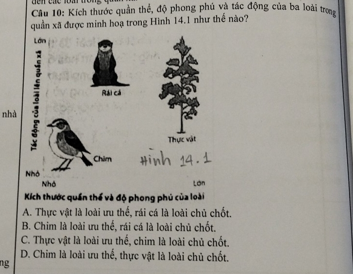 den các loar tro r 
Câu 10: Kích thước quần thể, độ phong phú và tác động của ba loài trong
quần xã được minh hoạ trong Hình 14.1 như thế nào?
Lớn
nhà 3
Rái cá
Thực vật
Chim
Nhỏ
Nhó Lớn
Kích thước quần thế và độ phong phú của loài
A. Thực vật là loài ưu thế, rái cá là loài chủ chốt.
B. Chim là loài ưu thế, rái cá là loài chủ chốt.
C. Thực vật là loài ưu thế, chim là loài chủ chốt.
D. Chim là loài ưu thế, thực vật là loài chủ chốt.
ng