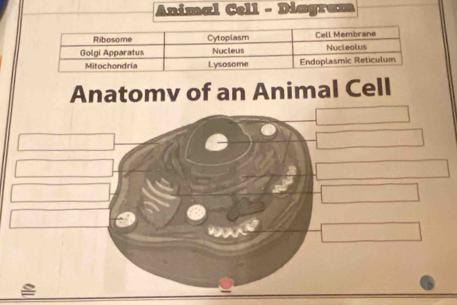 Animal Cell - Diagram 
Anatomv of an Animal Cell