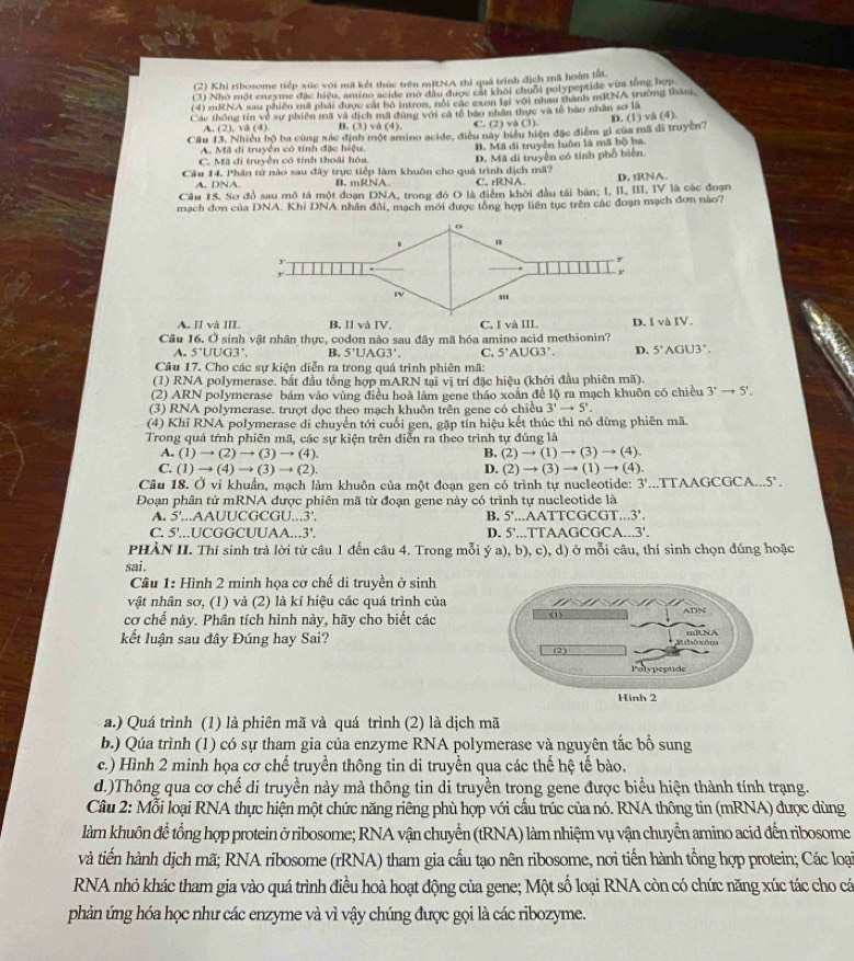 (2) Khi ribosome tiếp xúc với mã kết thúc trên mRNA thi quả trình địch mã hoàn tất
(3) Nhỏ một enzyme đặc hiệu, amino acide mỏ đầu được cát khỏi chuối polypeptide vim tổng hợp
(4) mRNA sau phiên mã phải được cát bộ intron, nổi các exen lại với nhau thành mRNA trường thàn,
Các thông tin về sự phiên mã và địch mã đùng với cá tế bao nhân thực và tế bão nhân sơ là
A. (2),va(4) B. (3) (4 C. (2) và (3).
Cầu 13. Nhiều bộ ba cùng xác định một amino acide, điều này biểu hiện đặc điểm gi của mã đi truyền? D. (1) và (4)
A. Mã di truyền có tính đặc hiệu.
C. Mã đi truyền có tính thoái hóa. B. Mã di truyền luôn là mã bộ ba
Cầu 14. Phân tử nào sau đây trực tiếp làm khuôn cho quá trình dịch mã? D. Mã di truyền có tính phố biển.
A. DNA. B. mRNA. C. rRNA D.tRNA
Câu 15. Sơ đồ sau mô tả một đoạn DNA, trong đó O là điểm khởi đầu tái bản; I, II, III, IV là các đoạn
mạch đơn của DNA. Khi DNA nhân đôi, mạch mới được tổng hợp liên tục trên các đoạn mạch đơn nào?
A. II và III. B, II và IV C, I và III. D. IvaIV.
Cầu 16. Ở sinh vật nhân thực, codon nào sau đây mã hóa amino acid methionin?
A. 5^+UUG3^+ B. 5'UAG3'. C. 5^.AUG3^.. D. 5'AGU3'.
Câu 17. Cho các sự kiện diễn ra trong quá trình phiên mã:
(1) RNA polymerase. bắt đầu tổng hợp mARN tại vị trí đặc hiệu (khởi đầu phiên mã).
(2) ARN polymerase bám vào vùng điều hoà làm gene tháo xoắn để lộ ra mạch khuôn có chiều 3'to 5'.
(3) RNA polymerase. trượt dọc theo mạch khuôn trên gene có chiều 3'to 5'.
(4) Khi RNA polymerase di chuyển tới cuối gen, gặp tín hiệu kết thúc thì nó dừng phiên mã.
Trong quá tính phiên mã, các sự kiện trên diễn ra theo trình tự đúng là
A. (1)to (2)to (3)to (4) B. (2) to (1) - (3 )to (4
C. (1)to (4)to (3)to (2). D. (2) to (3)to (1)to (2 1)
Câu 18. Ở vi khuẩn, mạch làm khuôn của một đoạn gen có trình tự nucleotide: 3'...TTAAGCGCA...5'.
Đoạn phân tử mRNA được phiên mã từ đoạn gene này có trình tự nucleotide là
A. 5'...AAUUCGCGU...3'. B. 5° ,..AATTCGCGT...3'
C. 5'..UCGGCUUAA..3'. D. 5'...TTAAGCGCA...3'.
PHÀN II. Thí sinh trả lời từ câu 1 đến câu 4. Trong mỗi ý a), b), c), d) ở mỗi câu, thí sinh chọn đúng hoặc
sai.
Câu 1: Hình 2 minh họa cơ chế di truyền ở sinh
vật nhân sơ, (1) và (2) là kí hiệu các quá trình của
cơ chế này. Phân tích hình này, hãy cho biết các
kết luận sau đây Đúng hay Sai? 
a.) Quá trình (1) là phiên mã và quá trình (2) là dịch mã
b.) Qúa trình (1) có sự tham gia của enzyme RNA polymerase và nguyên tắc bồ sung
c.) Hình 2 minh họa cơ chế truyền thông tin di truyền qua các thế hệ tế bào.
d.)Thông qua cơ chế di truyền này mà thông tin di truyền trong gene được biểu hiện thành tính trạng.
Câu 2: Mỗi loại RNA thực hiện một chức năng riêng phù hợp với cầu trúc của nó. RNA thông tin (mRNA) được dùng
làm khuôn để tổng hợp protein ở ribosome; RNA vận chuyển (tRNA) làm nhiệm vụ vận chuyển amino acid đến ribosome
và tiến hành dịch mã; RNA ribosome (rRNA) tham gia cấu tạo nên ribosome, noi tiến hành tổng hợp protein; Các loại
RNA nhỏ khác tham gia vào quá trình điều hoà hoạt động của gene; Một số loại RNA còn có chức năng xúc tác cho cá
phản ứng hóa học như các enzyme và vì vậy chúng được gọi là các ribozyme.