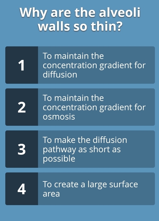 Why are the alveoli
walls so thin?
To maintain the
1 concentration gradient for
diffusion
To maintain the
2 concentration gradient for
osmosis
To make the diffusion
3 pathway as short as
possible
To create a large surface
4 area