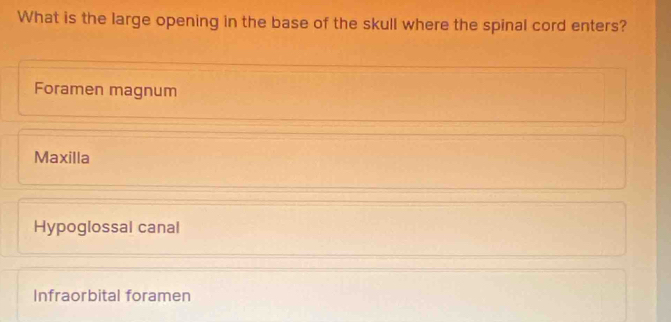 What is the large opening in the base of the skull where the spinal cord enters?
Foramen magnum
Maxilla
Hypoglossal canal
Infraorbital foramen