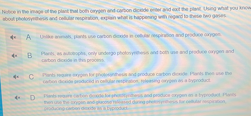 Notice in the image of the plant that both oxygen and carbon dioxide enter and exit the plant. Using what you know
about photosynthesis and cellular respiration, explain what is happening with regard to these two gases.
A Unlike animals, plants use carbon dioxide in cellular respiration and produce oxygen.
B Plants, as autotrophs, only undergo photosynthesis and both use and produce oxygen and
carbon dioxide in this process.
C Plants require oxygen for photosynthesis and produce carbon dioxide. Plants then use the
carbon dioxide produced in cellular respiration, releasing oxygen as a byproduct.
Plants require carbon dioxide for photosynthesis and produce oxygen as a byproduct. Plants
then use the oxygen and glucose released during photosynthesis for cellular respiration,
producing carbon dioxide as a byproduct.