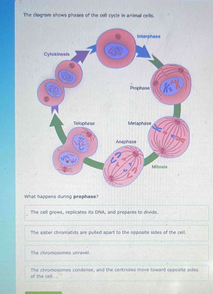 The diagram shows phases of the cell cycle in animal cells.
What happens during prophase?
The cell grows, replicates its DNA, and prepares to divide.
The sister chromatids are pulled apart to the opposite sides of the cell.
The chromosomes unravel.
The chromosomes condense, and the centrioles move toward opposite sides
of the cell. .