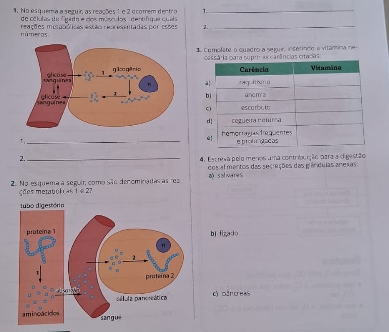 No esquema a seguir, as reações 1 e 2 ocorrem dentro 1. 
_ 
de células do fígado e dos músculos. Identifique quais 
reações metabólicas estão representadas por esses 2._ 
números. 
3. Complete o quadro a seguir, inserindo a vitamina ne- 
as carências citadas 
1. _ 
2. _4. Escreva pelo menos uma contribuição para a digestão 
dos alimentos das secreções das glândulas anexas: 
a) salivares 
2. No esquema a seguir, como são denominadas as rea- 
ções metabólicas 1 e 2? 
b) figado 
c) pâncreas