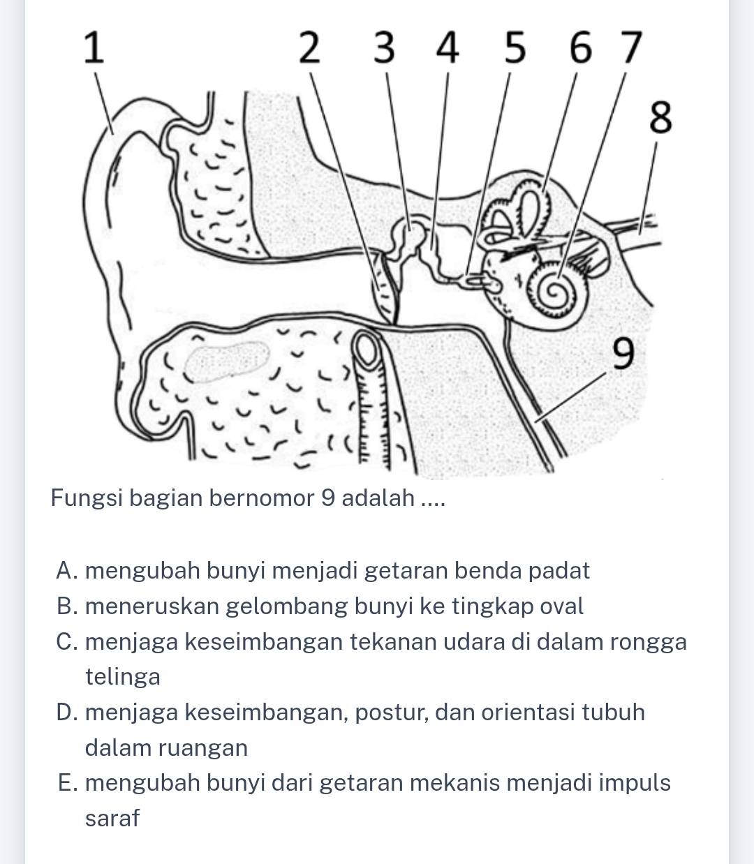 A. mengubah bunyi menjadi getaran benda padat
B. meneruskan gelombang bunyi ke tingkap oval
C. menjaga keseimbangan tekanan udara di dalam rongga
telinga
D. menjaga keseimbangan, postur, dan orientasi tubuh
dalam ruangan
E. mengubah bunyi dari getaran mekanis menjadi impuls
saraf