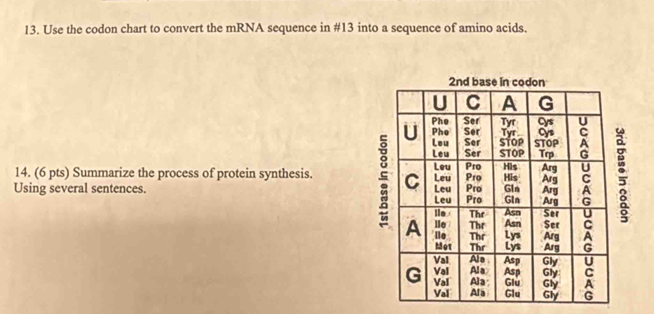 Solved: Use the codon chart to convert the mRNA sequence in #13 into a ...