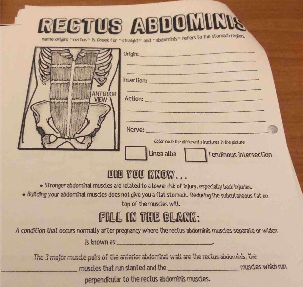 RECTUS ABDOMINIS 
name origin: “rectus” is Greek for “straight” and “abdominis” refers to the stomach region, 
_ 
Origin: 
_ 
_ 
nsertion: 
_ 
_ 
Action:_ 
_ 
_ 
_ 
Nerve: 
Color code the different structures in the picture 
Linea alba Tendinous intersection 
DID YOU KNOW. .. 
Stronger abdominal muscles are related to a lower risk of injury, especially back injuries. 
Building your abdominal muscles does not give you a flat stomach. Reducing the subcutaneous fat on 
top of the muscles will. 
FILL IN THE BLANK: 
A condition that occurs normally after pregnancy where the rectus abdominis muscles separate or widen 
Is known as_ 
The 3 major muscle pairs of the anterior abdominal wall are the rectus abdominis, the 
_muscles that run slanted and the _muscles which run 
perpendicular to the rectus abdominis muscles.