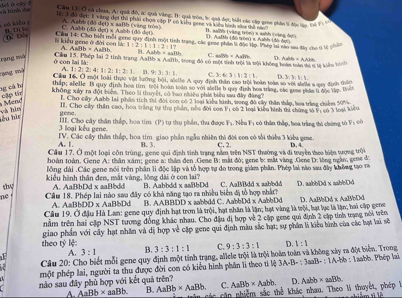 và hình đại del ở cây đ
Cầu 13: Ở cả chua, A: quả đô, a: quả vàng; B: quả tròn, b: quả dẹt; biết các cặp gene phân lì độc lập. Để F_1 co
lệ: 3 đó đẹt: 1 vàng đẹt thì phải chọn cặp P có kiểu gene và kiểu hình như thể nào?
có kiểu A. Aabb (đỏ dẹt) x aaBb (vàng tròn). B. aaBb (vàng tròn) x aabb (vàng dẹt).
B. Dị hç C. Aabb (đỏ dẹt) x Aabb (đỏ dẹt) D. AaBb (đỏ tròn) x Aabb (dodet).
D Đồr  Câu 14: Cho biết mỗi gene quy định một tính trạng, các gene phân li độc lập. Phó
li kiểu gene ở đời con là: 1:2:1:1:2:1?
sau đây cho tỉ lệ phân
A. AaBb* AaBb. B. Aabb * aaBb. C. aaBb* AaBb. D. Aabb
rạng mà
Câu 15. Phép lai 2 tính trạng AaBb : f AaBb, trong đó có một tính trội là trội không hoàn t lệ kiểu hình
* AAbb.
ở con lai là:
rạng mà A. 1:2:2:4:1:2:1:2:1. B. 9:3:3:1. C. 3:6:3:1:2:1. D. 3:3:1:1.
Câu 16. Ở một loài thực vật lưỡng bội, alelle A quy định thân cao trội hoàn toàn so với alelle a quy định thân
ng cả h
thấp; alelle B quy định hoa tím trội hoàn toàn so với alelle b quy định hoa trăng, các gene phân li độc lập. Biệt
Mend cặp tín
không xảy ra đột biển. Theo lí thuyết, có bao nhiêu phát biểu sau đây đúng?
I. Cho cây Aabb lai phân tích thì đời con có 2 loại kiểu hình, trong đó cây thân thấp, hoa trắng chiếm 50%.
II. Cho cây thân cao, hoa trắng tự thụ phần, nếu đời con
và hìn F_1 có 2 loại kiểu hình thì chứng tỏ F_1 có 3 loại kiểu
iểu hìn
gene.
III. Cho cây thân thấp, hoa tím (P) tự thụ phần, thu được F_1. Nếu F_1 có thân thấp, hoa trắng thì chứng tò F_1 có
3 loại kểu gene.
IV. Các cây thân thấp, hoa tím giao phần ngẫu nhiên thì đời con có tối thiều 3 kiều gene.
A. 1. B. 3. C. 2. D. 4.
Câu 17. Ở một loại côn trùng, gene qui định tính trạng nằm trên NST thường và di truyền theo hiện tượng trội
hoàn toàn. Gene A: thân xám; gene a: thân đen .Gene B: mắt đỏ; gene b: mắt vàng .Gene D: lông ngắn; gene d:
lông dài .Các gene nói trên phân li độc lập và tổ hợp tự do trong giảm phân. Phép lai nào sau đây không tạo ra
kiểu hình thân đen, mắt vàng, lông dài ở con lai?
thy A. AaBbDd x aaBbdd B. Aabbdd x aaBbDd C. AaBBdd x aabbdd D. aabbDd x aabbDd
ne Câu 18. Phép lai nào sau đây có khả năng tạo ra nhiều biến dị tổ hợp nhất?
A. AaBbDD x AaBbDd B. AABBDD x aabbdd C. AabbDd x AabbDd D. AaBbDd x AaBbDd
Câu 19. Ở đậu Hà Lan: gene quy định hạt trơn là trội, hạt nhăn là lặn; hạt vàng là trội, hạt lục là lặn; hai cặp gene
nằm trên hai cặp NST tương đồng khác nhau. Cho đậu dị hợp về 2 cặp gene qui định 2 cặp tính trạng nói trên
giao phần với cây hạt nhăn và dị hợp về cặp gene qui định màu sắc hạt; sự phân li kiểu hình của các hạt lai sẽ
theo tỷ lệ: D. 1:1
A. 3:1 B. 3:3:1:1 C. 9:3:3:1
a  Câu 20: Cho biết mỗi gene quy định một tính trạng, allele trội là trội hoàn toàn và không xảy ra đột biến. Trong
1 một phép lai, người ta thu được đời con có kiều hình phân li theo tỉ lệ 3A-B-:3aaB-:1
A-bb : 1aabb. Phép lai
nào sau đây phù hợp với kết quả trên?
A. AaBb* aaBb. B. AaBb* AaBb. C. AaBb* Aabb. D. Aabb* aaBb.
cân các căp nhiễm sắc thể khác nhau. Theo lí thuyết, phép l