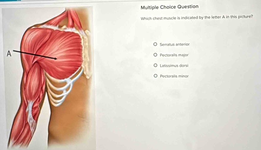 Question
Which chest muscle is indicated by the letter A in this picture?
Serratus anterior
Pectoralis major
Latissimus dorsi
Pectoralis minor