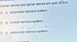 Cranial nerves and spinal nerves are part of the:
A peripheral nervous system.
Bcentral nervous system.
Cautonomic nervous system.