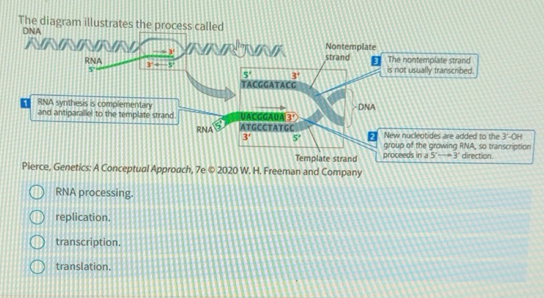 Solved: The diagram illustrates the process called Pierce, Genetics: A ...