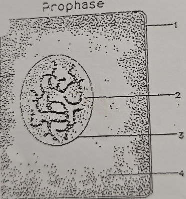 Prophase
1
2
3
4