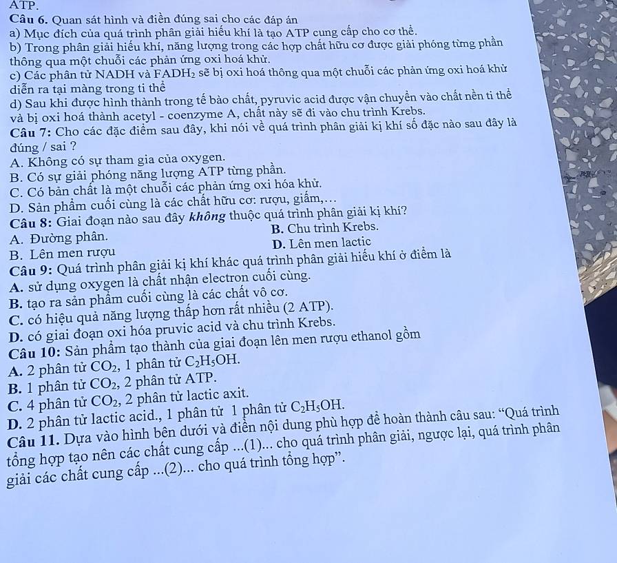 ATP.
Câu 6. Quan sát hình và điền đúng sai cho các đáp án
a) Mục đích của quá trình phân giải hiếu khí là tạo ATP cung cấp cho cơ thể.
b) Trong phân giải hiếu khí, năng lượng trong các hợp chất hữu cơ được giải phóng từng phần
thông qua một chuỗi các phản ứng oxi hoá khử.
c) Các phân tử NADH và F ADH_2 sẽ bị oxi hoá thông qua một chuỗi các phản ứng oxi hoá khử
diễn ra tại màng trong ti thể
d) Sau khi được hình thành trong tế bào chất, pyruvic acid được vận chuyền vào chất nền ti thể
và bị oxi hoá thành acetyl - coenzyme A, chất này sẽ đi vào chu trình Krebs.
Câu 7: Cho các đặc điểm sau đây, khi nói về quá trình phân giải kị khí số đặc nào sau đây là
đúng / sai ?
A. Không có sự tham gia của oxygen.
B. Có sự giải phóng năng lượng ATP từng phần.
C. Có bản chất là một chuỗi các phản ứng oxi hóa khử.
D. Sản phẩm cuối cùng là các chất hữu cơ: rượu, giấm,...
Câu 8: Giai đoạn nào sau đây không thuộc quá trình phân giải kị khí?
A. Đường phân. B. Chu trình Krebs.
B. Lên men rượu D. Lên men lactic
Câu 9: Quá trình phân giải kị khí khác quá trình phân giải hiếu khí ở điểm là
A. sử dụng oxygen là chất nhận electron cuối cùng.
B. tạo ra sản phẩm cuối cùng là các chất vô cơ.
C. có hiệu quả năng lượng thấp hơn rất nhiều (2 ATP).
D. có giai đoạn oxi hóa pruvic acid và chu trình Krebs.
Câu 10: Sản phẩm tạo thành của giai đoạn lên men rượu ethanol gồm
A. 2 phân tử CO_2 , 1 phân tử C_2H_5OH.
B. 1 phân tử CO_2 , 2 phân tử ATP.
C. 4 phân tử CO_2 , 2 phân tử lactic axit.
D. 2 phân tử lactic acid., 1 phân tử 1 phân tử C_2H_5OH.
Câu 11. Dựa vào hình bên dưới và điền nội dung phù hợp để hoàn thành câu sau: “Quá trình
tổng hợp tạo nên các chất cung cấp ...(1)... cho quá trình phân giải, ngược lại, quá trình phân
giải các chất cung cấp ...(2)... cho quá trình tổng hợp”.
