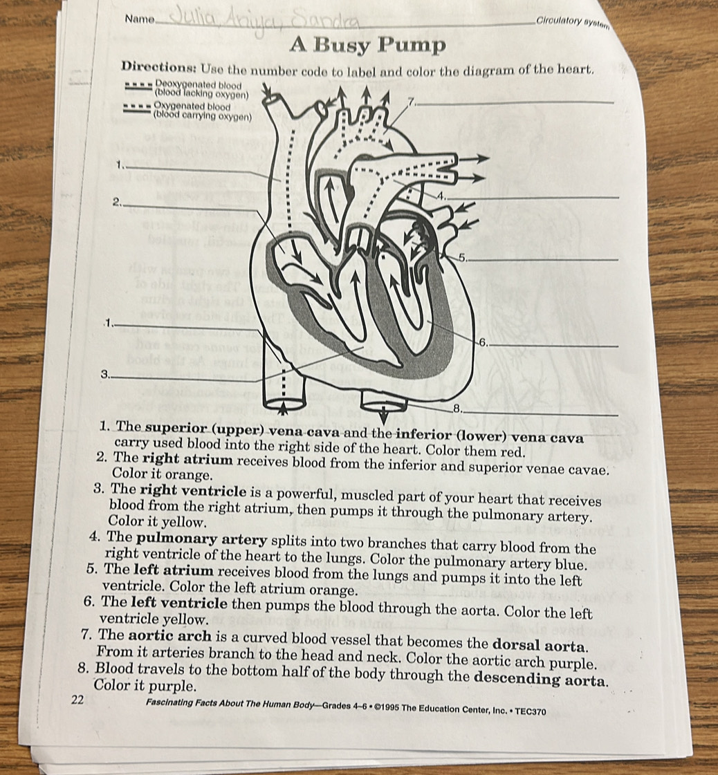 Name_ 
Circulatory system 
A Busy Pump 
vena cava 
carry used blood into the right side of the heart. Color them red. 
2. The right atrium receives blood from the inferior and superior venae cavae. 
Color it orange. 
3. The right ventricle is a powerful, muscled part of your heart that receives 
blood from the right atrium, then pumps it through the pulmonary artery. 
Color it yellow. 
4. The pulmonary artery splits into two branches that carry blood from the 
right ventricle of the heart to the lungs. Color the pulmonary artery blue. 
5. The left atrium receives blood from the lungs and pumps it into the left 
ventricle. Color the left atrium orange. 
6. The left ventricle then pumps the blood through the aorta. Color the left 
ventricle yellow. 
7. The aortic arch is a curved blood vessel that becomes the dorsal aorta. 
From it arteries branch to the head and neck. Color the aortic arch purple. 
8. Blood travels to the bottom half of the body through the descending aorta. 
Color it purple. 
22 Fascinating Facts About The Human Body—Grades 4-6 • ©1995 The Education Center, Inc. • TEC370