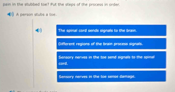 pain in the stubbed toe? Put the steps of the process in order.
A person stubs a toe.
The spinal cord sends signals to the brain.
Different regions of the brain process signals.
Sensory nerves in the toe send signals to the spinal
cord.
Sensory nerves in the toe sense damage.