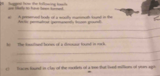 Suggest how the following fossils 
are likely to have been formed. 
a) A preserved body of a woolly mammoth found in the 
Arctic permafrost (permanently frozen ground). 
_ 
_ 
b) The fossilised bones of a dinosaur found in rock. 
_ 
_ 
c) Traces found in clay of the rootlets of a tree that lived millions of years ago.