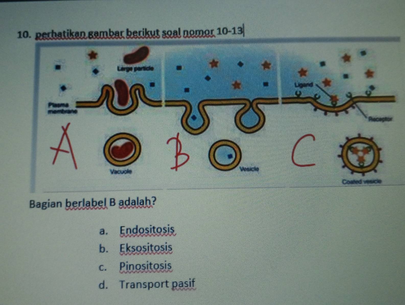 perhatiken gambar berikut soal nomor 10-13
Bagian berlabel B adalah?
a. Endositosis
b. Eksositosis
c. Pinositosis
d. Transport pasif