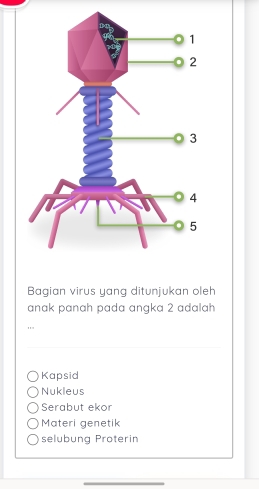 Bagian virus yang ditunjukan oleh
anak panah pada angka 2 adalah
Kapsid
Nukleus
Serabut ekor
Materi genetik
selubung Proterin