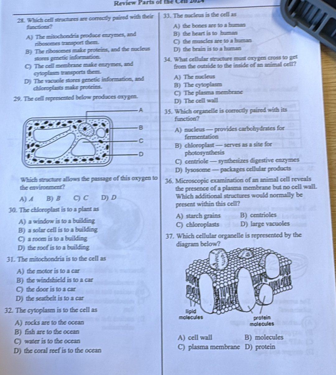 Review Parts of the Cen 2024
28. Which cell structures are correctly paired with their 33. The nucleus is the cell as
fime fons? A) the bones are to a human
A) The mitochondría produce enzymes, and B) the heart is to human
ribosomes transport them. C) the muscles are to a human
B) The ribosomes make proteins, and the nucleus D) the brain is to a human
stores genetic information.
34. What cellular structure must oxygen cross to get
C) The ceill membrane make enzymes, and
from the outside to the inside of an animal cell?
cytoplesm transports them.
D The vacuole stores genetic information, and A) The nucleus
chloroplasts make proteins. B) The cytoplasm
29. The cell represented below produces oxygen. C) The plasma membrane
D) The cell wall
35. Which organelle is correctly paired with its
function?
A) nucleus — provides carbohydrates for
fermentation
B) chloroplast — serves as a site for
photosynthesis
C) centriole — synthesizes digestive enzymes
D) lysosome — packages cellular products
Which structure allows the passage of this oxygen to
the enviroument? 36. Microscopic examination of an animal cell reveals
the presence of a plasma membrane but no cell wall.
A) A B) B C) C D) D Which additional structures would normally be
30. The chloroplast is to a plant as present within this cell?
A) starch grains B) centrioles
A) a window is to a building D) large vacuoles
C) chloroplasts
B) a solar cell is to a building
C) a room is to a building 37. Which cellular organelle is represented by the
D) the roof is to a building 
31. The mitochondria is to the cell as
A) the motor is to a car
B) the windshield is to a car
C) the door is to a car
D) the seatbelt is to a car
32. The cytoplasm is to the cell as 
A) rocks are to the ocean
B) fish are to the ocean
C) water is to the ocean A) cell wall B) molecules
D) the coral reef is to the ocean C) plasma membrane D) protein