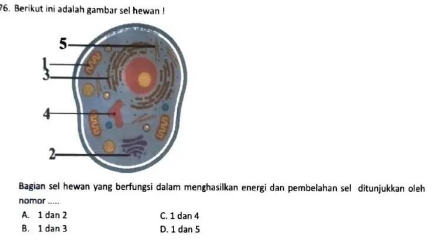 Berikut ini adalah gambar sel hewan !
Bagian sel hewan yang berfungsi dalam menghasilkan energi dan pembelahan sel ditunjukkan oleh
nomor .....
A. 1 dan 2 C. 1 dan 4
B. 1 dan 3 D. 1 dan 5