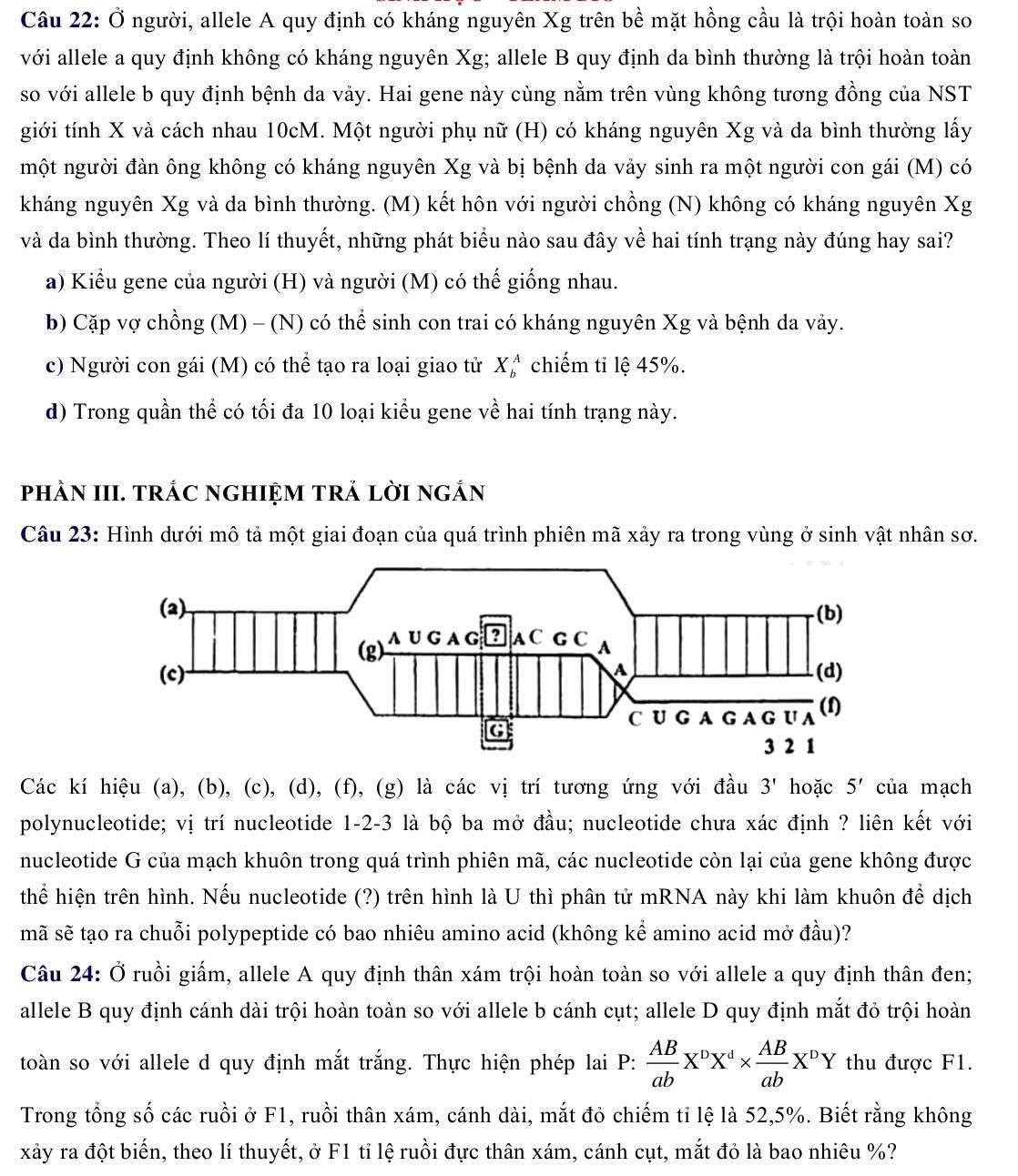 Ở người, allele A quy định có kháng nguyên Xg trên bề mặt hồng cầu là trội hoàn toàn so
với allele a quy định không có kháng nguyên Xg; allele B quy định da bình thường là trội hoàn toàn
so với allele b quy định bệnh da vảy. Hai gene này cùng nằm trên vùng không tương đồng của NST
giới tính X và cách nhau 10cM. Một người phụ nữ (H) có kháng nguyên Xg và da bình thường lấy
một người đàn ông không có kháng nguyên Xg và bị bệnh da vảy sinh ra một người con gái (M) có
kháng nguyên Xg và da bình thường. (M) kết hôn với người chồng (N) không có kháng nguyên Xg
và da bình thường. Theo lí thuyết, những phát biểu nào sau đây về hai tính trạng này đúng hay sai?
a) Kiểu gene của người (H) và người (M) có thế giống nhau.
b) Cặp vợ chồng (M) - (N) có thể sinh con trai có kháng nguyên Xg và bệnh da vảy.
c) Người con gái (M) có thể tạo ra loại giao tử X_b^(A chiếm tỉ lệ 45%.
d) Trong quần thể có tối đa 10 loại kiểu gene về hai tính trạng này.
phÂN III. TRÁC NGHIỆM TRẢ LờI nGắN
Câu 23: Hình dưới mô tả một giai đoạn của quá trình phiên mã xảy ra trong vùng ở sinh vật nhân sơ.
Các kí hiệu (a), (b), (c), (d), (f), (g) là các vị trí tương ứng với đầu 3' hoặc 5' của mạch
polynucleotide; vị trí nucleotide 1-2-3 là bộ ba mở đầu; nucleotide chưa xác định ? liên kết với
nucleotide G của mạch khuôn trong quá trình phiên mã, các nucleotide còn lại của gene không được
thể hiện trên hình. Nếu nucleotide (?) trên hình là U thì phân tử mRNA này khi làm khuôn để dịch
mã sẽ tạo ra chuỗi polypeptide có bao nhiêu amino acid (không kể amino acid mở đầu)?
Câu 24: Ở ruồi giấm, allele A quy định thân xám trội hoàn toàn so với allele a quy định thân đen;
allele B quy định cánh dài trội hoàn toàn so với allele b cánh cụt; allele D quy định mắt đỏ trội hoàn
toàn so với allele d quy định mắt trắng. Thực hiện phép lai P: frac AB)abX^DX^d*  AB/ab X^DY thu được F1.
Trong tổng số các ruồi ở F1, ruồi thân xám, cánh dài, mắt đỏ chiếm tỉ lệ là 52,5%. Biết rằng không
xảy ra đột biến, theo lí thuyết, ở F1 tỉ lệ ruồi đực thân xám, cánh cụt, mắt đỏ là bao nhiêu %?