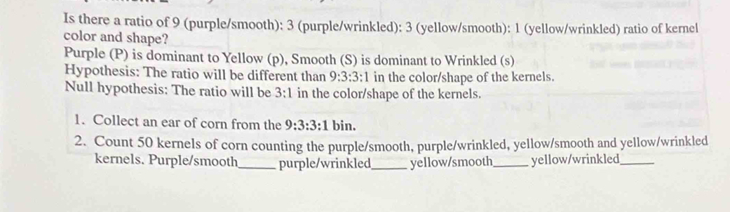 Is there a ratio of 9 (purple/smooth): 3 (purple/wrinkled): 3 (yellow/smooth): 1 (yellow/wrinkled) ratio of kernel 
color and shape? 
Purple (P) is dominant to Yellow (p), Smooth (S) is dominant to Wrinkled (s) 
Hypothesis: The ratio will be different than 9:3:3:1 in the color/shape of the kernels. 
Null hypothesis: The ratio will be 3:1 in the color/shape of the kernels. 
1. Collect an ear of corn from the 9:3:3:1 bin. 
2. Count 50 kernels of corn counting the purple/smooth, purple/wrinkled, yellow/smooth and yellow/wrinkled 
kernels. Purple/smooth_ purple/wrinkled_ yellow/smooth_ yellow/wrinkled_