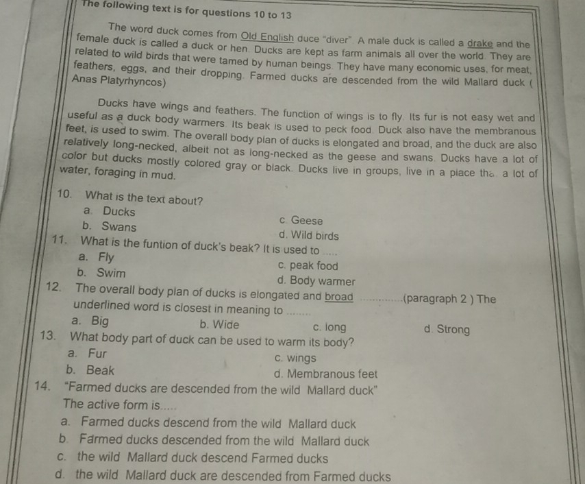 The following text is for questions 10 to 13
The word duck comes from Old English duce "diver”. A male duck is called a drake and the
female duck is called a duck or hen Ducks are kept as farm animals all over the world. They are
related to wild birds that were tamed by human beings. They have many economic uses, for meat,
feathers, eggs, and their dropping. Farmed ducks are descended from the wild Mallard duck (
Anas Platyrhyncos)
Ducks have wings and feathers. The function of wings is to fly. Its fur is not easy wet and
useful as a duck body warmers. Its beak is used to peck food. Duck also have the membranous
feet, is used to swim. The overall body plan of ducks is elongated and broad, and the duck are also
relatively long-necked, albeit not as long-necked as the geese and swans. Ducks have a lot of
color but ducks mostly colored gray or black. Ducks live in groups, live in a piace the a lot of
water, foraging in mud.
10. What is the text about?
a、Ducks c Geese
b. Swans d. Wild birds
11. What is the funtion of duck's beak? It is used to_
a. Fly c. peak food
b. Swim d. Body warmer
12. The overall body plan of ducks is elongated and broad _(paragraph 2 ) The
underlined word is closest in meaning to_
a. Big b. Wide c. long d. Strong
13. What body part of duck can be used to warm its body?
a. Fur c. wings
b. Beak d. Membranous feet
14. “Farmed ducks are descended from the wild Mallard duck”
The active form is.
a. Farmed ducks descend from the wild Mallard duck
b. Farmed ducks descended from the wild Mallard duck
c. the wild Mallard duck descend Farmed ducks
d. the wild Mallard duck are descended from Farmed ducks