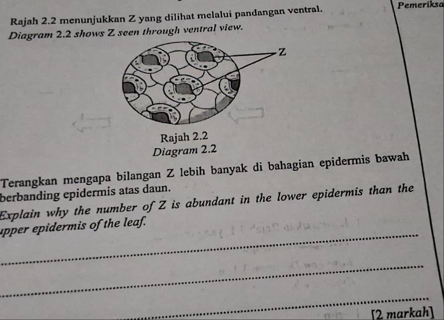 Rajah 2.2 menunjukkan Z yang dilihat melalui pandangan ventral. 
Pemeriksa 
Diagram 2.2 shows Z seen through ventral view. 
Diagram 2.2 
Terangkan mengapa bilangan Z lebih banyak di bahagian epidermis bawah 
berbanding epidermis atas daun. 
Explain why the number of Z is abundant in the lower epidermis than the 
_ 
upper epidermis of the leaf. 
_ 
_ 
[2 markah]